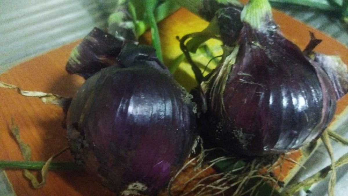 ORGANIC BIG BULB ONION KSH 80 PER KG from Kenya